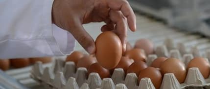 Yumurta fiyatları mayıs çukuruna erken düştü