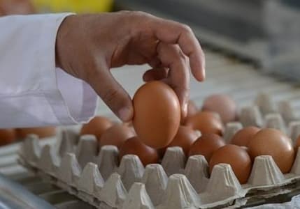 Yumurta fiyatları mayıs çukuruna erken düştü