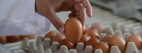 Yumurta fiyatları mayıs çukuruna erken düştü