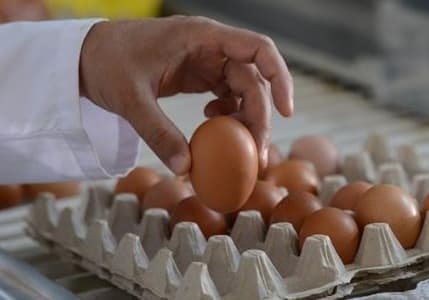 Yumurta fiyatları mayıs çukuruna geç düştü