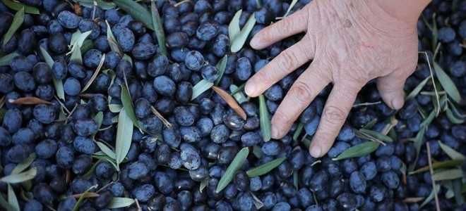 Zeytin İhracatı Yüzde 14 Artı