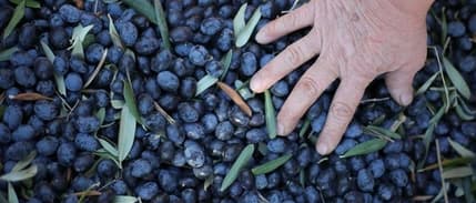 Zeytin İhracatı Yüzde 14 Artı