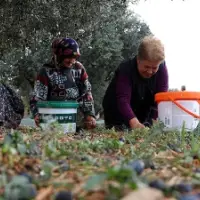 Zeytin toplama maliyeti kilogram başına 20 liraya ulaştı