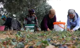 Zeytin toplama maliyeti kilogram başına 20 liraya ulaştı