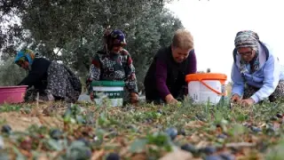 Zeytin toplama maliyeti kilogram başına 20 liraya ulaştı