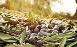 Zeytin Üreticisi İçin Güç Birliğinin İlk Adımı
