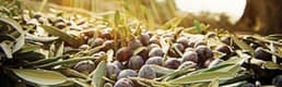 Zeytin Üreticisi İçin Güç Birliğinin İlk Adımı