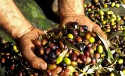 Zeytin Üreticisi Teşviklerin Artırılmasını Istiyor