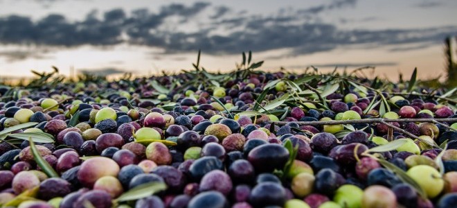 Zeytinde Bilinçli Hasat, Rekolteyi Arttırdı