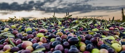 Zeytinde Bilinçli Hasat, Rekolteyi Arttırdı