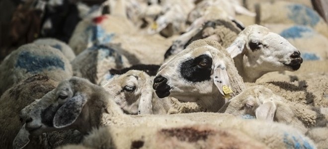 Zincir marketlerde kurbanlık satışı başladı