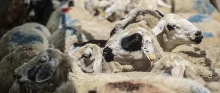 Zincir marketlerde kurbanlık satışı başladı