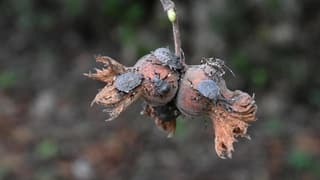 Ziraatçılardan kahverengi kokarcaya karşı seferberlik çağrısı