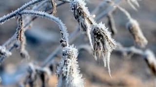 Zirai don afeti sonrası Meclis Araştırma Komisyonu kuruluyor
