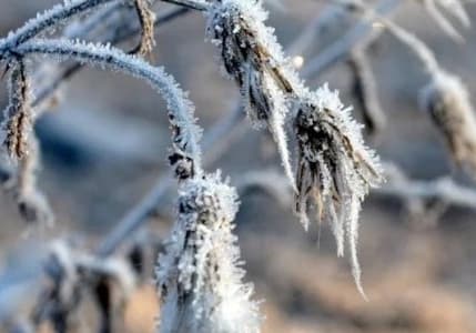 Zirai don afeti sonrası Meclis Araştırma Komisyonu kuruluyor