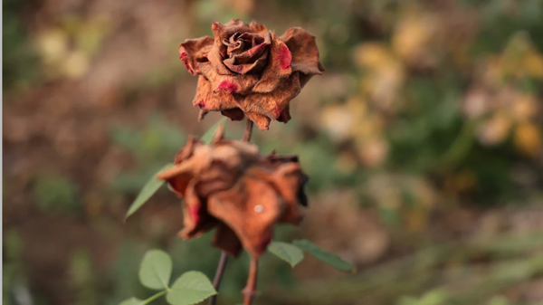 Zirai don nedeniyle gül seraları kurudu
