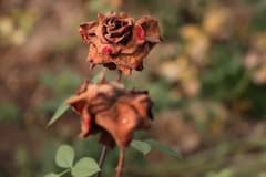 Zirai don nedeniyle gül seraları kurudu