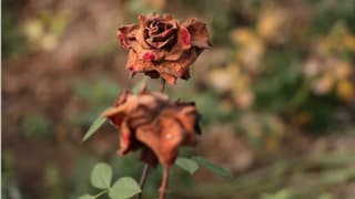 Zirai don nedeniyle gül seraları kurudu