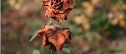 Zirai don nedeniyle gül seraları kurudu