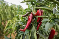 Zirai ilaçlara dijital takip: B-Reçete temmuzda ülke genelinde uygulanacak