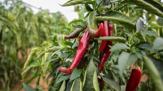 Zirai ilaçlara dijital takip: B-Reçete temmuzda ülke genelinde uygulanacak