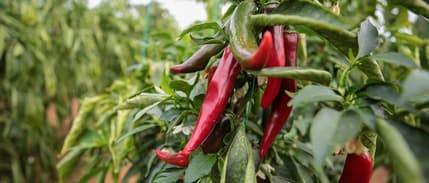 Zirai ilaçlara dijital takip: B-Reçete temmuzda ülke genelinde uygulanacak